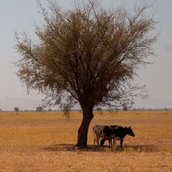 Le monde est-il en « faillite hydrique » ?