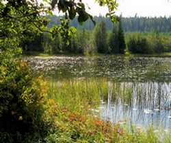Pourquoi protéger et restaurer les Zones Humides ?